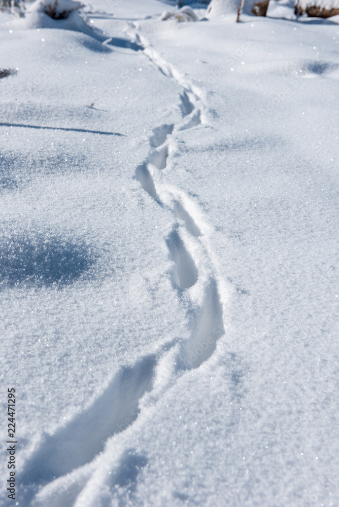 Footsteps on the fresh snow