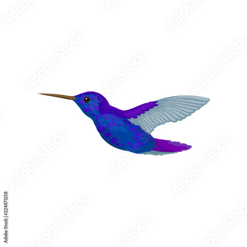 Hummingbird, tiny colibri with bright blue plumage vector Illustration on a white background