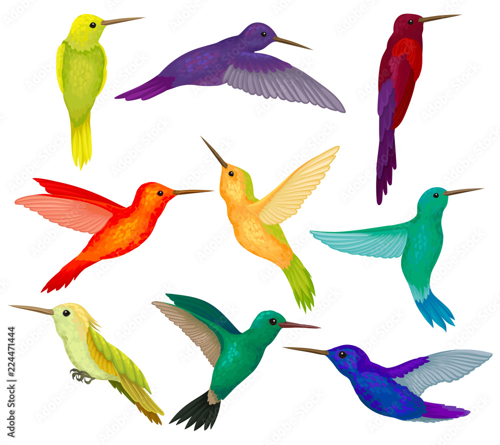 Naklejka premium Hummingbirds sest, tiny birds with bright colorful plumage vector Illustration on a white background