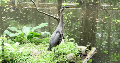 The Great Blue Heron is a bird natural from North America. In flight, the curls its neck into a tight “S” shape; its wings are broad and rounded and its legs trail well beyond the tail.