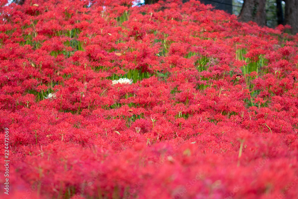 A cluster amaryllis at Gongendo Park in Satte City, Saitama Prefecture, Japan A cluster amaryllis at Gongendo Park in Satte City, Saitama Prefecture, Japan