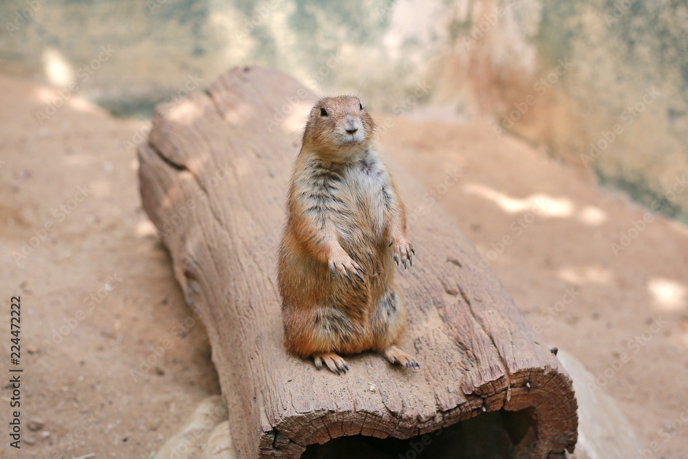 Black tailed prairie dog (Cynomys ludovicianus) Black tailed prairie dog (Cynomys ludovicianus)