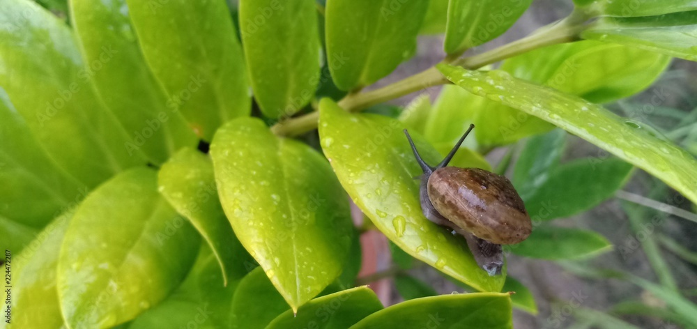 The snaill on the leaves to avoid danger. The snaill on the leaves to avoid danger.