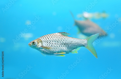 Beautiful Silver barb swimming in aquarium.