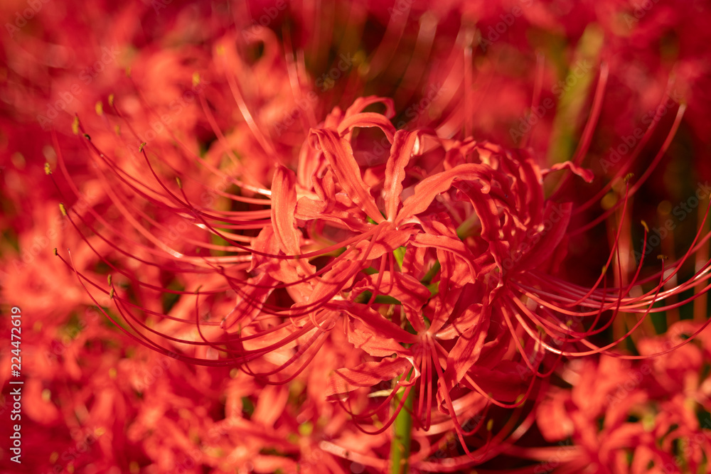 A cluster amaryllis at Gongendo Park in Satte City, Saitama Prefecture, Japan A cluster amaryllis at Gongendo Park in Satte City, Saitama Prefecture, Japan