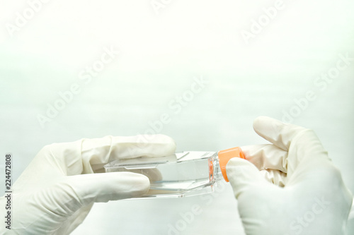 Closeup image of the woman researcher holds a cell culture flask for monolayers cells in the culture medium to do the lab test in the laboratory room with copy space. photo