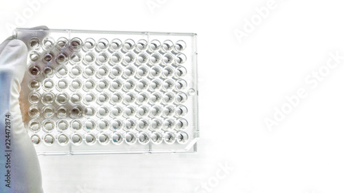 Bild auf Leinwand Closeup image of Screening the cell cytotoxicity by MTT assay in microtiter plate