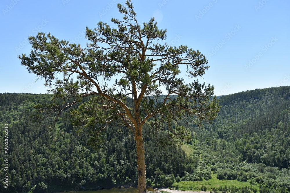 tree on the hill