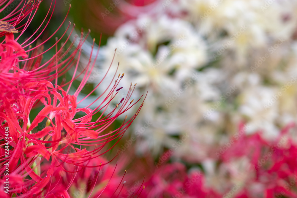 A cluster amaryllis at Gongendo Park in Satte City, Saitama Prefecture, Japan A cluster amaryllis at Gongendo Park in Satte City, Saitama Prefecture, Japan