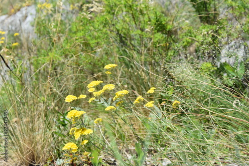 yellow flowers in the garden
