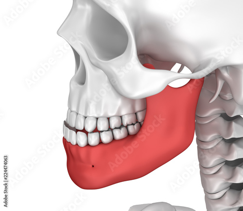 Human scull and marked lower jawl. 3D illustration . photo