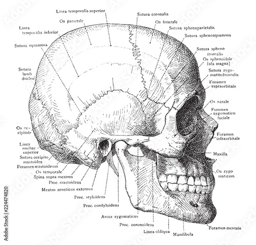 Skull and Mandible, vintage illustration.