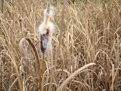 Wallpaper Mural Dry bulrush Torontodigital.ca