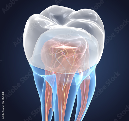 Transparent teeth with crown. 3d renderings of endodontics inner structure over white background