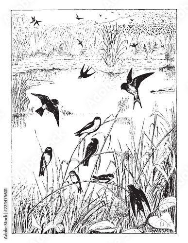 Swallow Roost, vintage illustration.
