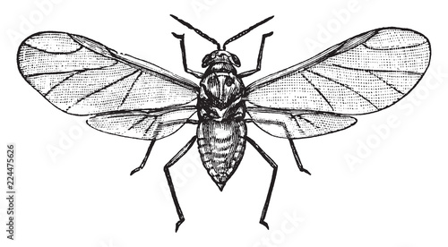 Adult Woolly Aphid, vintage illustration.