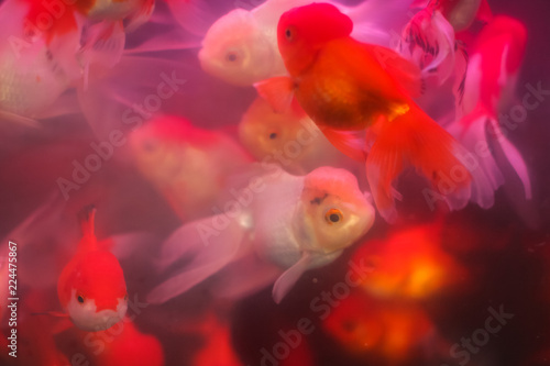 Red and yellow Fishes for aquariums in turbid water on Fish Market. Selective focus