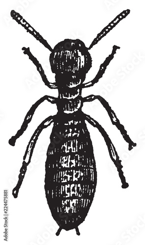 Worker Termes Lucifugus, vintage illustration.