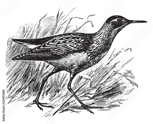 Pectoral Sandpiper, vintage illustration.