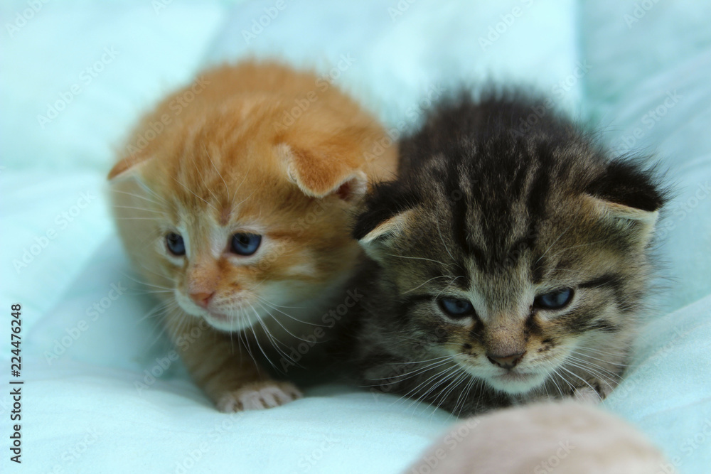 Pets, Animals Concept. Two Little Tabby Kittens.