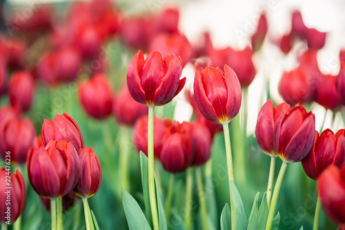 red tulips in the garden