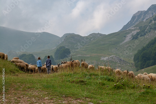 Owce na pastwisku w Bośni © dominikakaminska