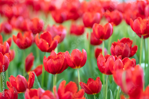 red tulips in the garden