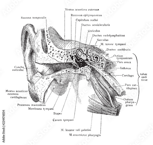 External Ear and Middle Ear, vintage illustration.