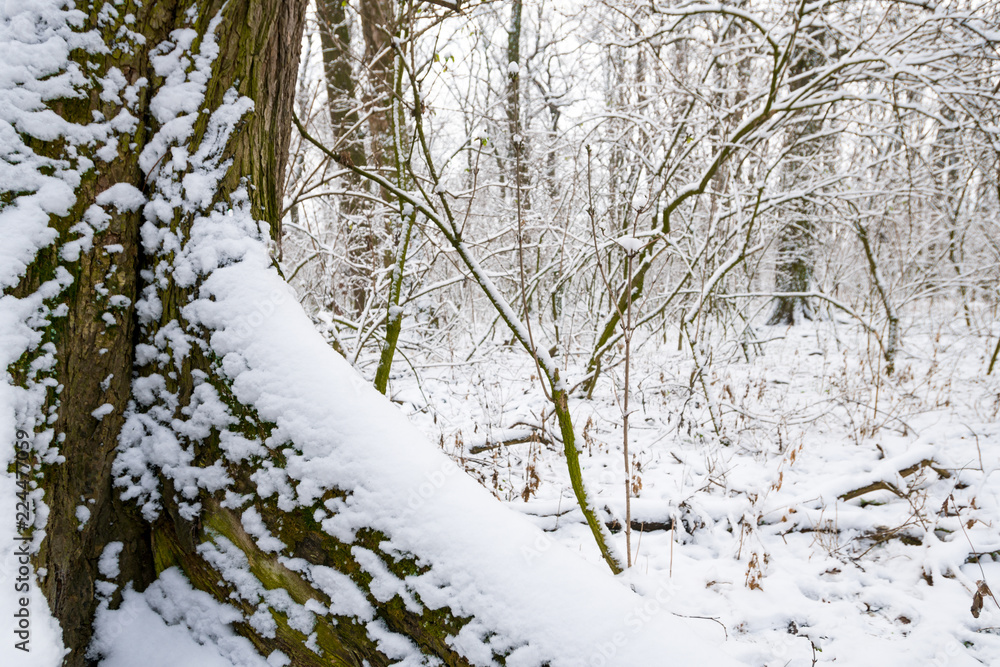 Paths and trees covered with snow. Paths and trees covered with snow.