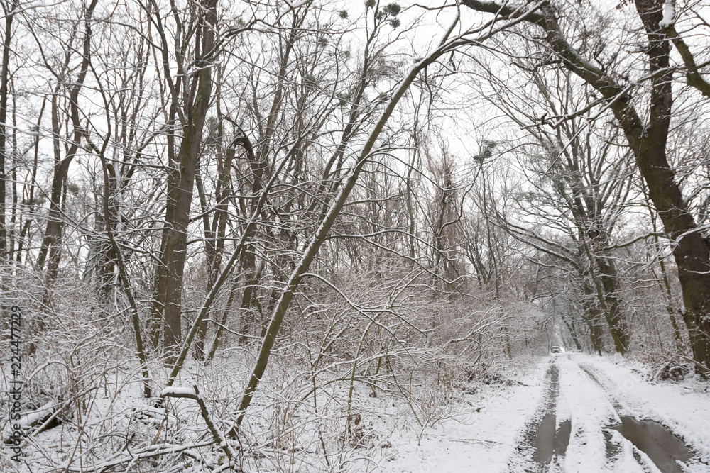 Paths and trees covered with snow. Paths and trees covered with snow.