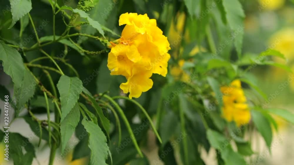 Golden Trumpet, Allamanda cathartica Golden Trumpet, Allamanda cathartica