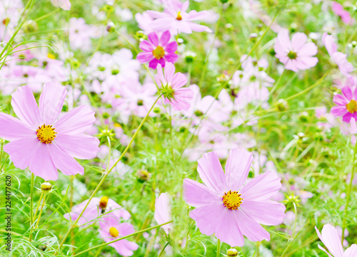 multicolored flowering Cósmos( colorful  chamomile) , light gentle fresh garden photo