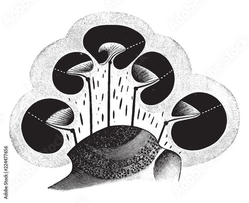 Osseous Labyrinth in Vertical Section, vintage illustration.