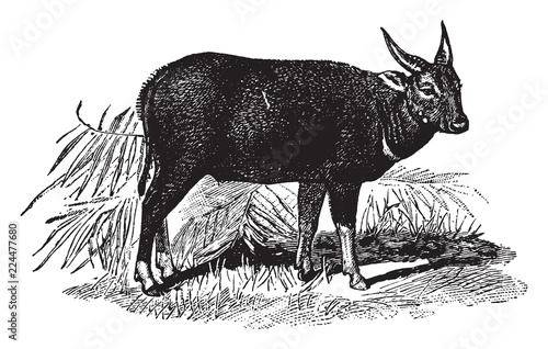Anoa, vintage illustration.