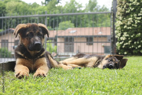 Due cuccioli di pastore tedesco che riposano in giardino photo