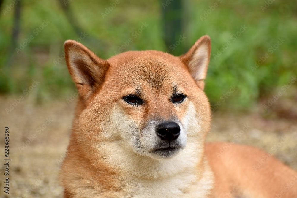 柴犬・正面 柴犬・正面