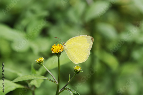 黄色い蝶々 © araho