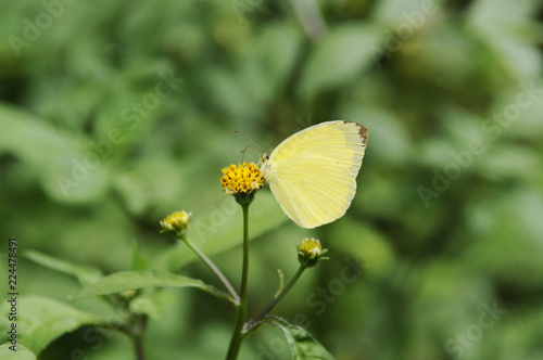黄色い蝶々 © araho
