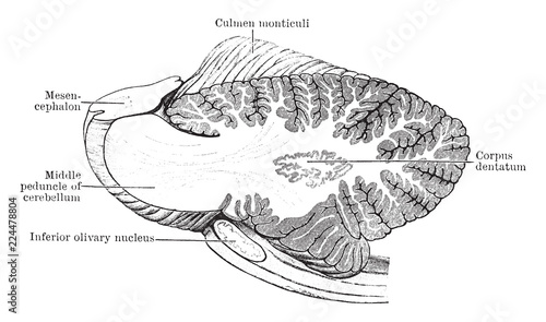 Sagittal Section Through Cerebellum, vintage illustration