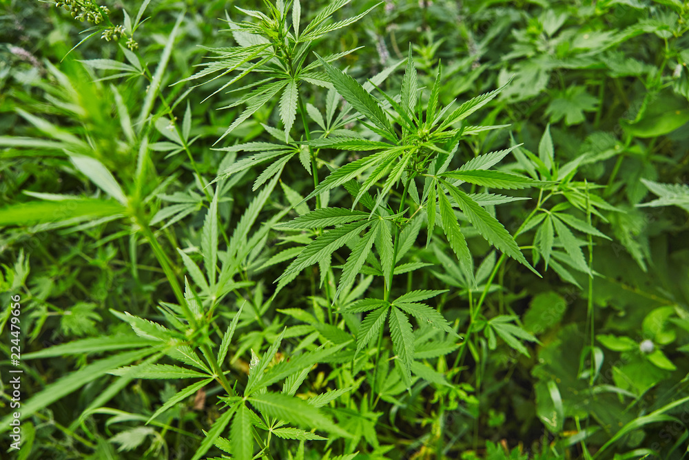 Green fresh marijuana leaves pattern Green fresh marijuana leaves pattern