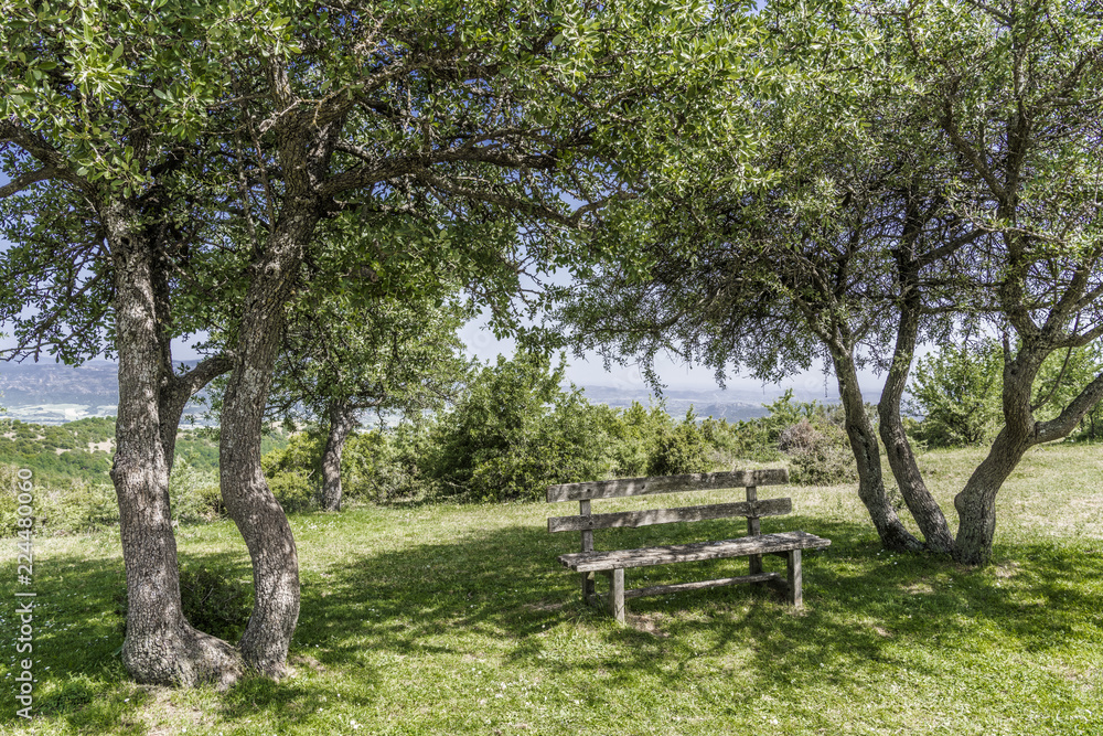 Wooden bench under the big olive Wooden bench under the big olive