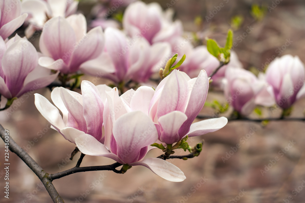 Close-up view of pink blooming magnolia. Beautiful spring bloom for magnolia tulip trees pink flowers. Close-up view of pink blooming magnolia. Beautiful spring bloom for magnolia tulip trees pink flowers.