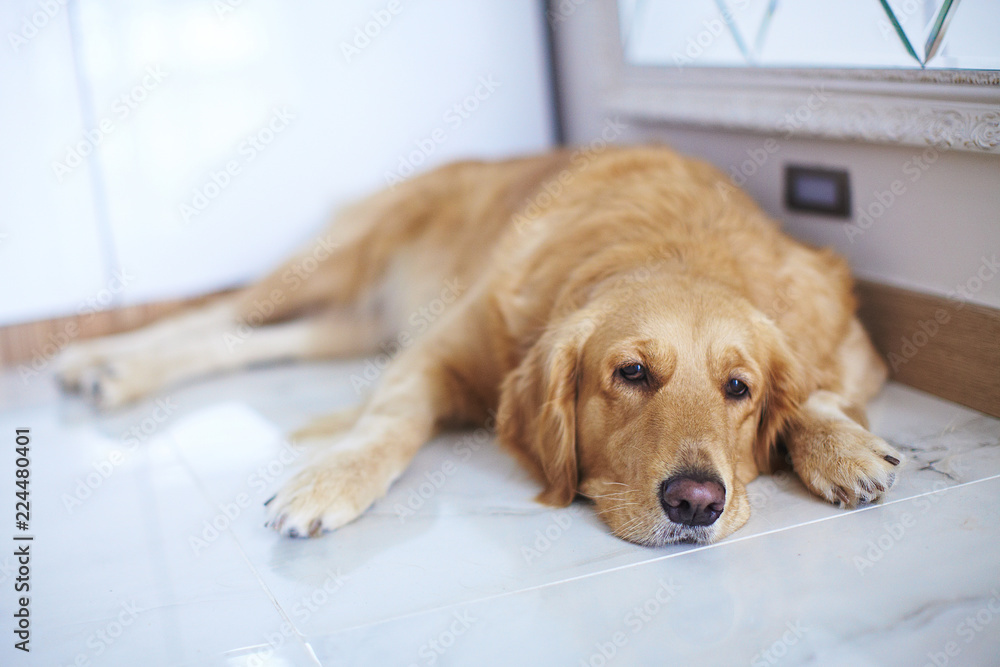 Sad lonely retriever is waiting for owner