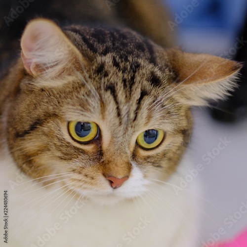 Cute big eye shorthair cat in brown and white color and tiger pattern