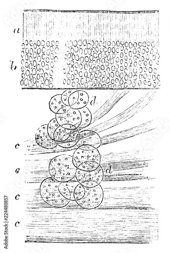Cells of the Olfactory Mucous Membrane, vintage illustration