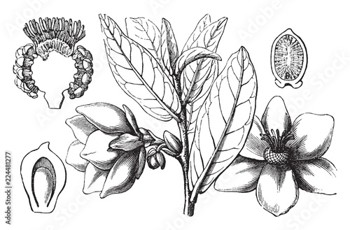 Annona vintage illustration.