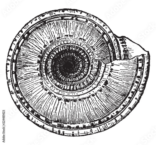 Bottom View of Solarium Perpectivum, vintage illustration.