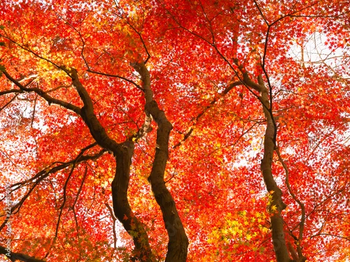 Obraz OLYMPUS DIGITAL CAMERA