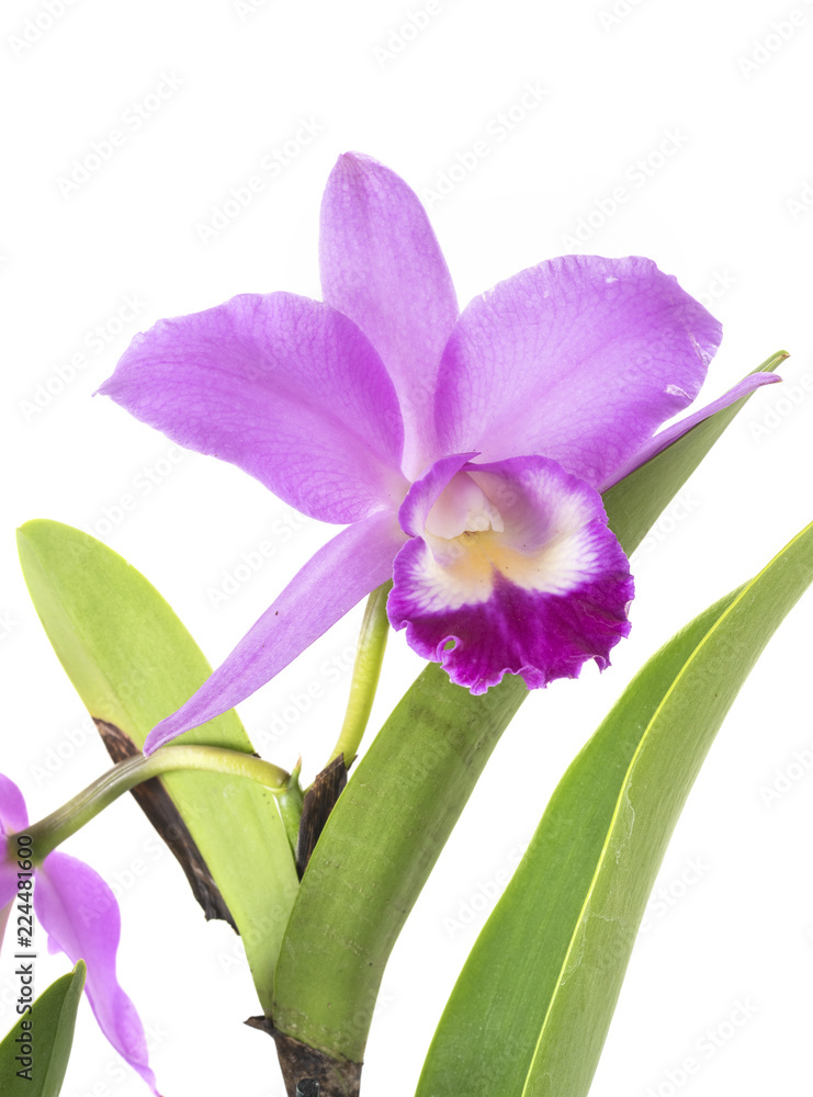 Cattleya orchid in studio Cattleya orchid in studio