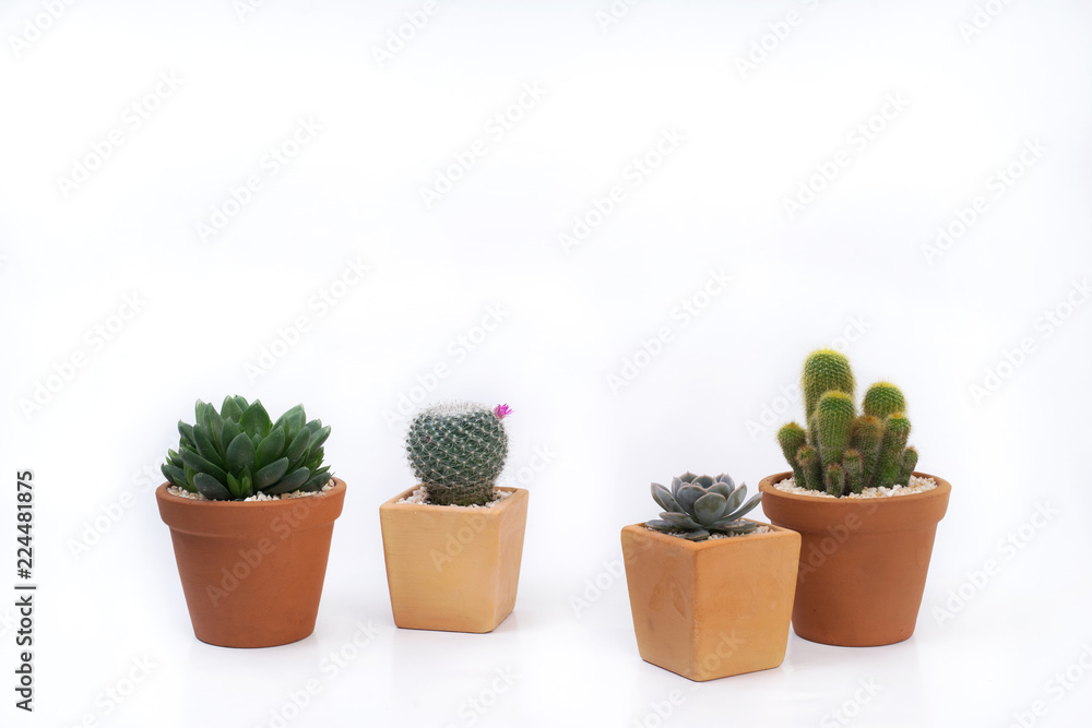 Cactus and succulent in pot isolated on white background. Cactus and succulent in pot isolated on white background.